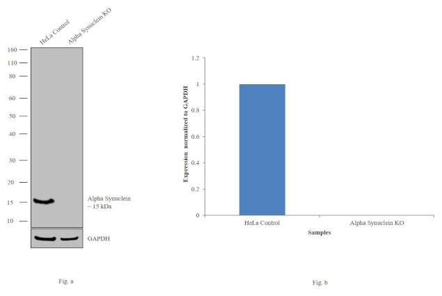 alpha Synuclein Antibody