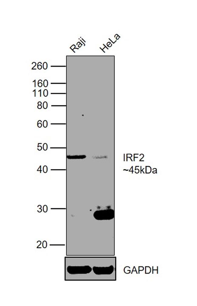 IRF2 Antibody in Western Blot (WB)