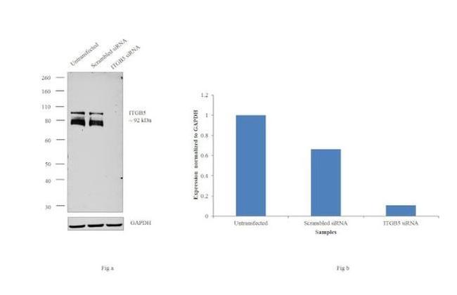 ITGB5 Antibody in Western Blot (WB)