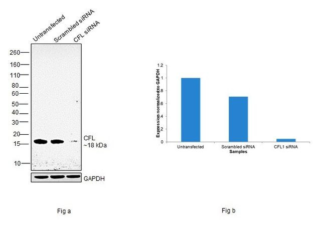 Cofilin Antibody