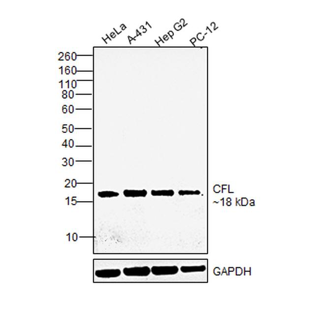 Cofilin Antibody in Western Blot (WB)