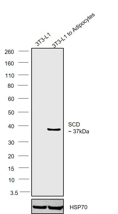 SCD Antibody
