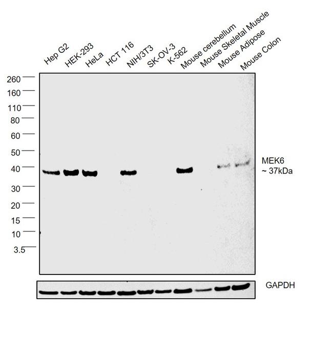 MEK6 Antibody in Western Blot (WB)
