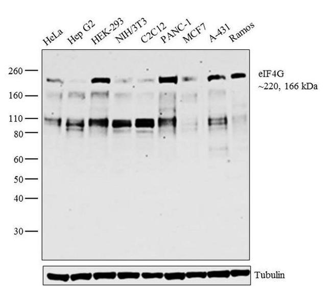 eIF4G Antibody in Western Blot (WB)