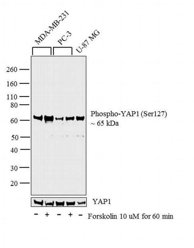 Phospho-YAP1 (Ser127) Antibody