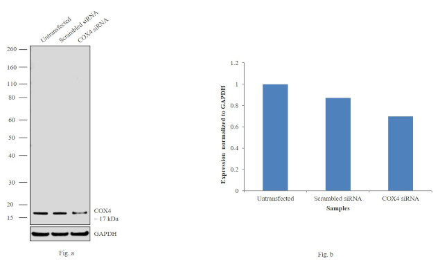 COX4 Antibody