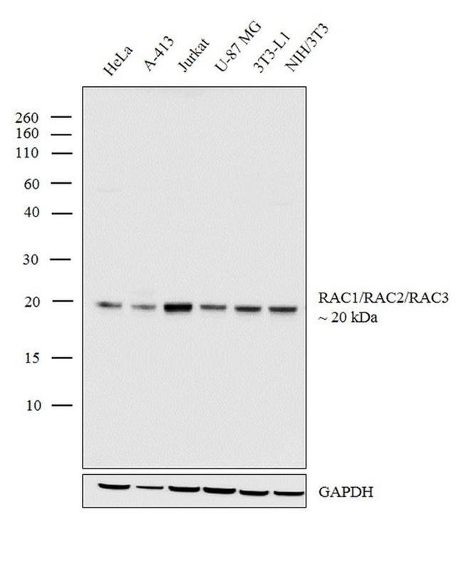 RAC1/RAC2/RAC3 Antibody in Western Blot (WB)