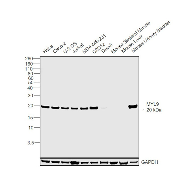 MYL9 Antibody