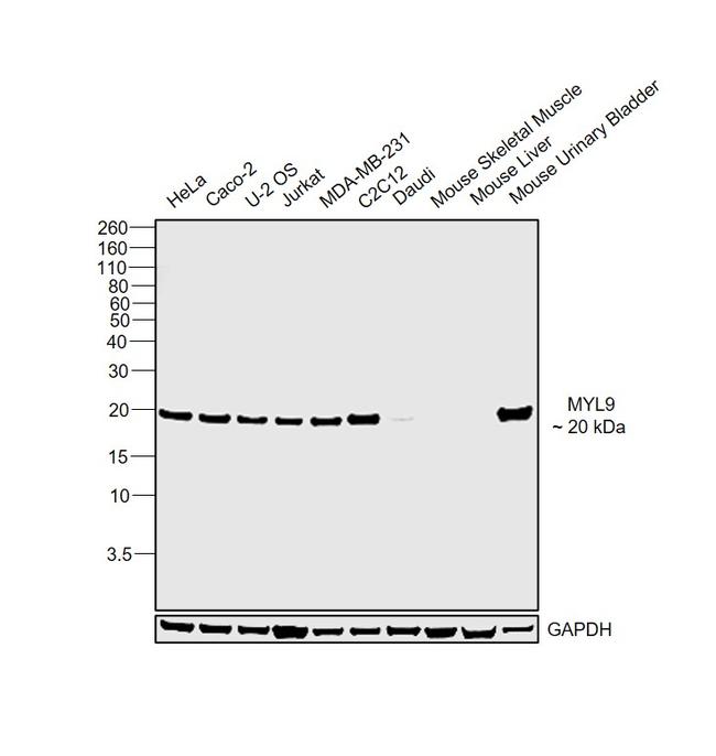 MYL9 Antibody in Western Blot (WB)