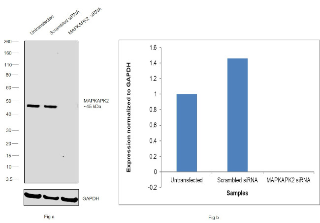 MAPKAPK2 Antibody