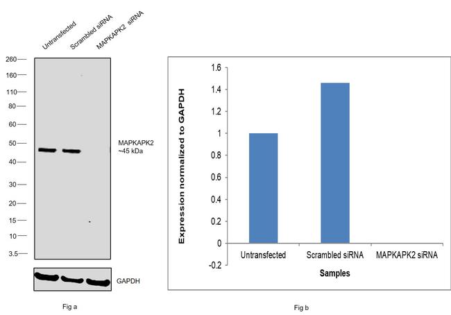 MAPKAPK2 Antibody in Western Blot (WB)