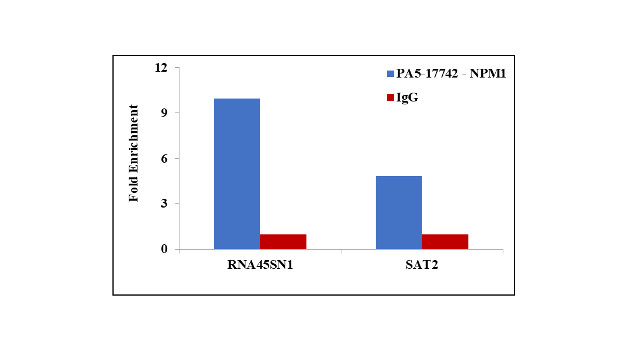 NPM1 Antibody in ChIP Assay (ChIP)