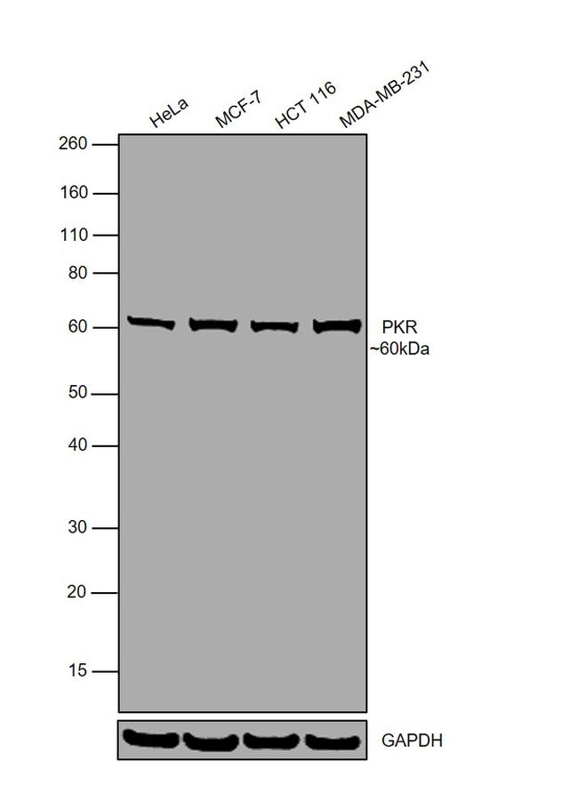 PKR Antibody in Western Blot (WB)