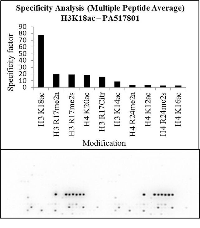 H3K18ac Antibody