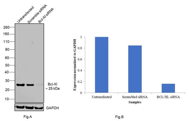 Bcl-xL Antibody in Western Blot (WB)