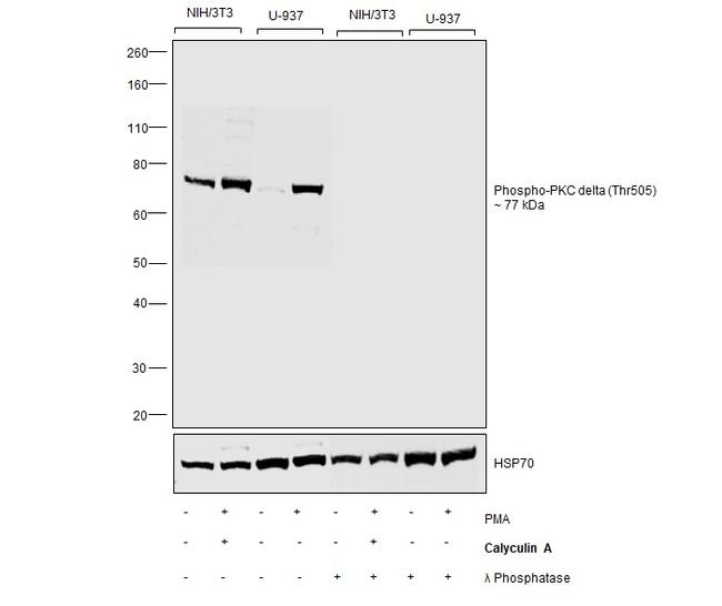 Phospho-PKC delta (Thr505) Antibody in Western Blot (WB)