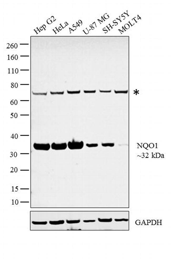 NQO1 Antibody in Western Blot (WB)