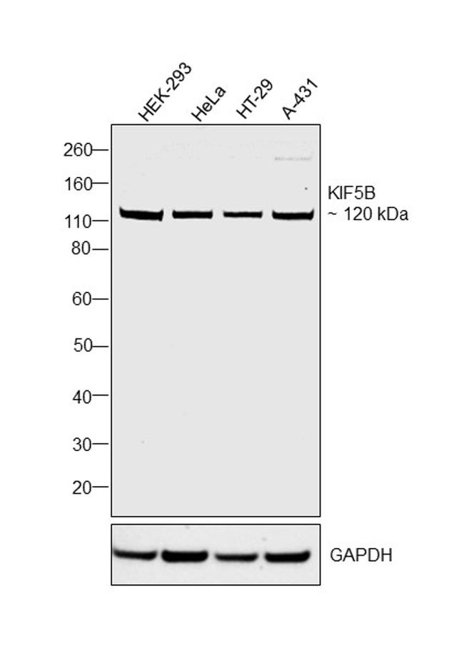 Kinesin 5B Antibody in Western Blot (WB)