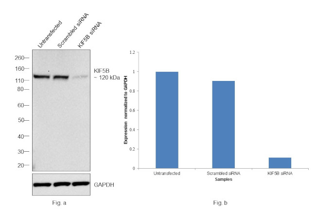 Kinesin 5B Antibody