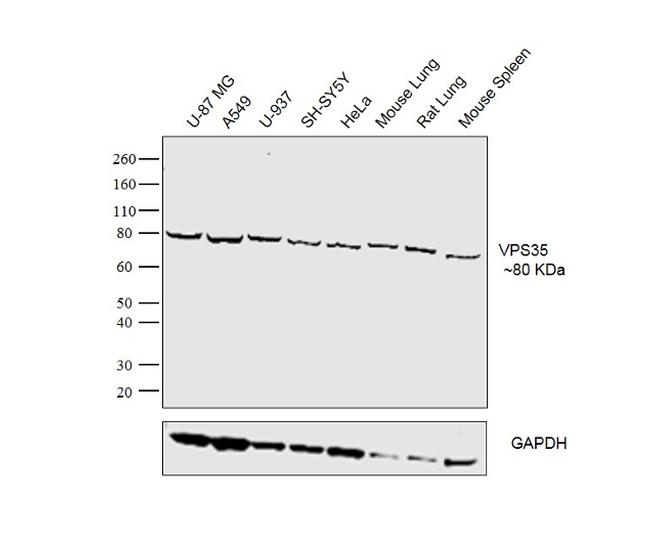 VPS35 Antibody in Western Blot (WB)