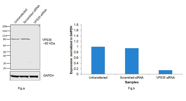 VPS35 Antibody