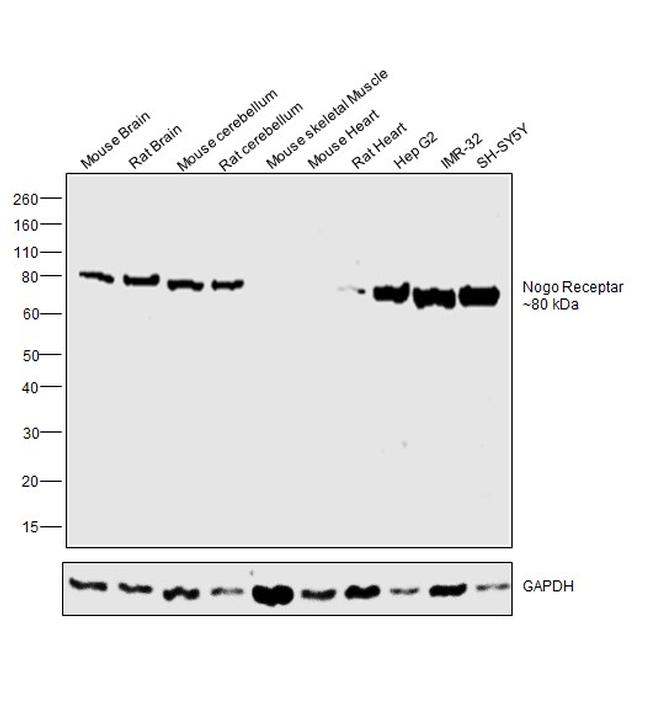 Nogo Receptor Antibody in Western Blot (WB)