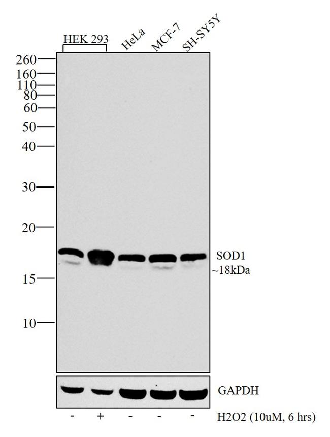 SOD1 Antibody