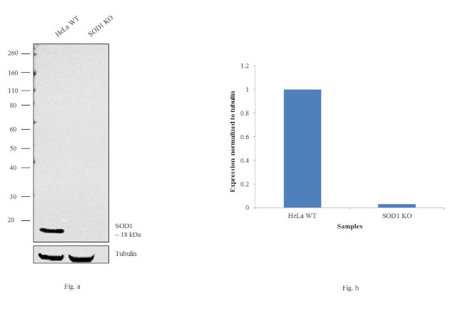 SOD1 Antibody