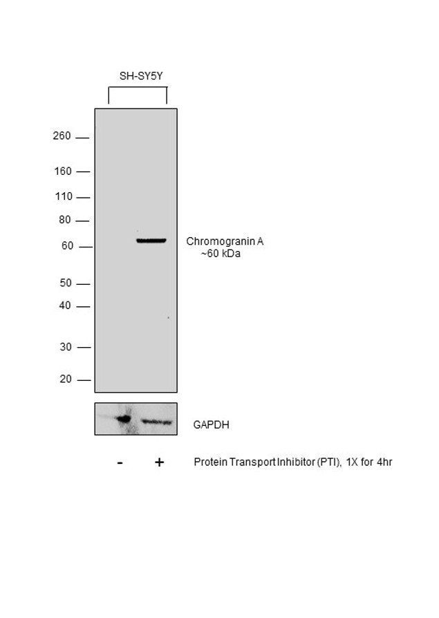 Chromogranin A Precursor Antibody