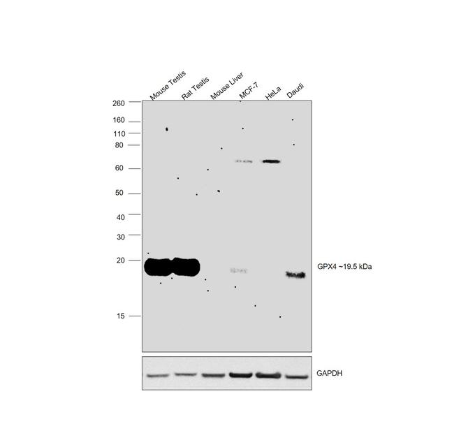 GPX4 Antibody in Western Blot (WB)