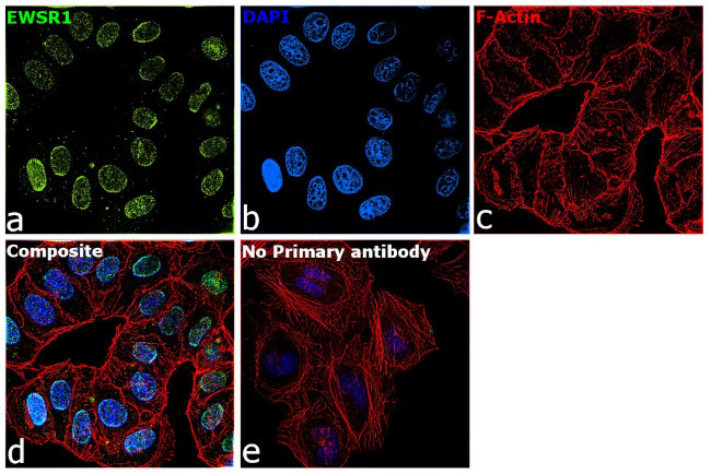 EWSR1 Antibody in Immunocytochemistry (ICC/IF)