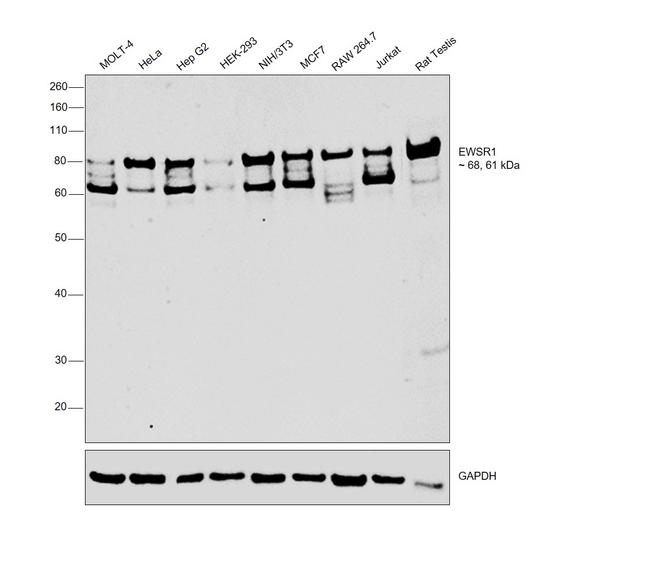 EWSR1 Antibody in Western Blot (WB)