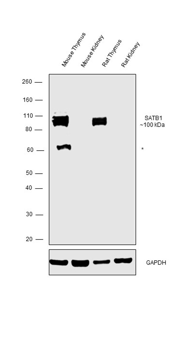 SATB1 Antibody