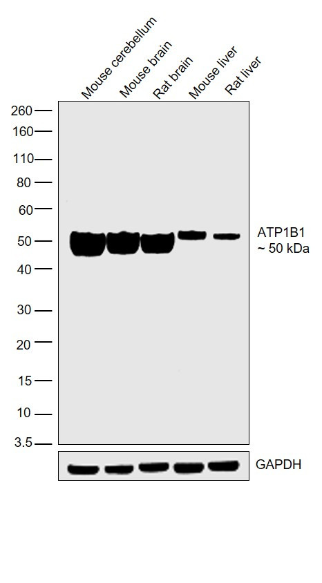 ATP1B1 Antibody