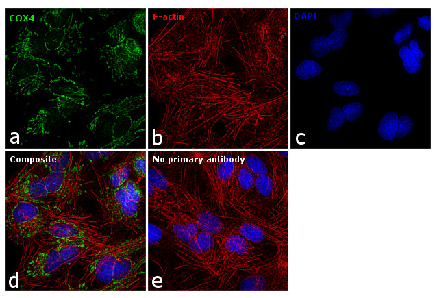 COX4 Antibody in Immunocytochemistry (ICC/IF)