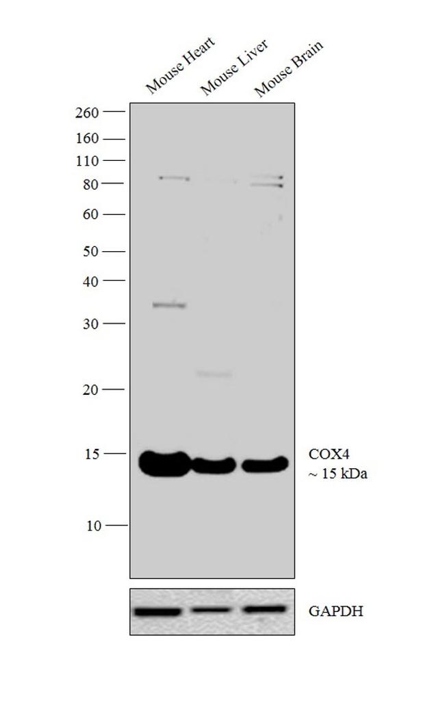 COX4 Antibody in Western Blot (WB)