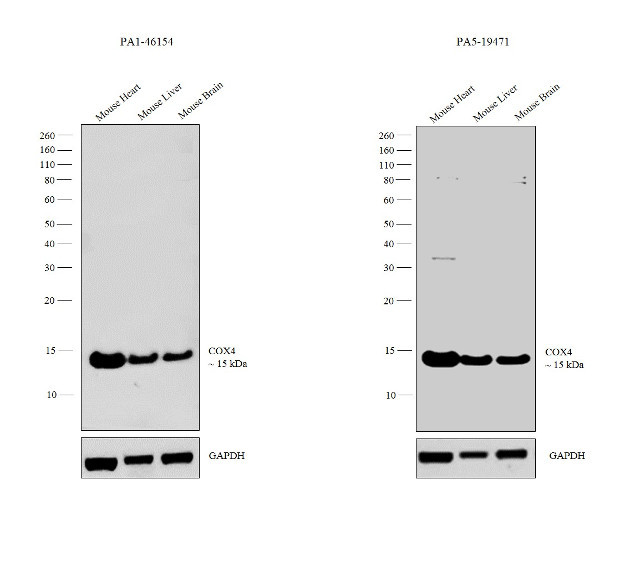 COX4 Antibody