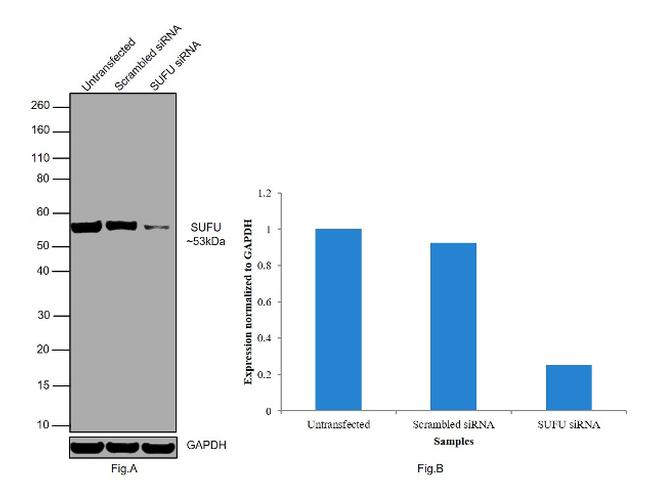 SUFU Antibody in Western Blot (WB)