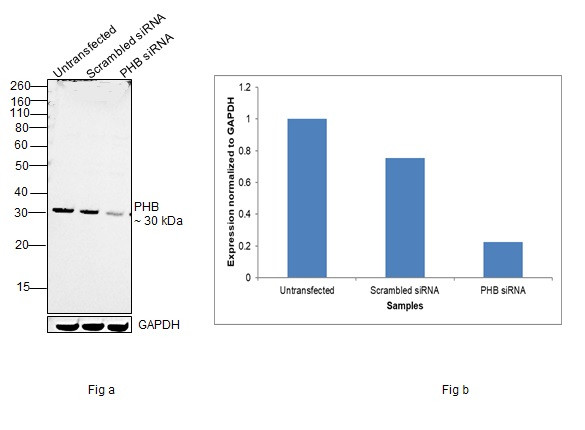 Prohibitin Antibody