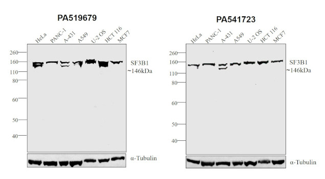 SF3B1 Antibody