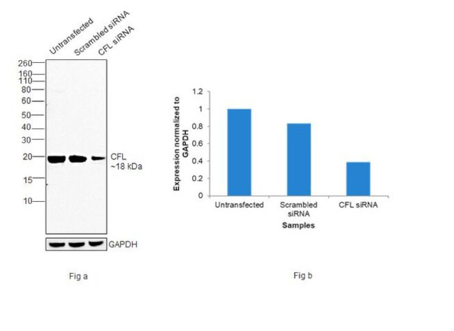 Cofilin Antibody