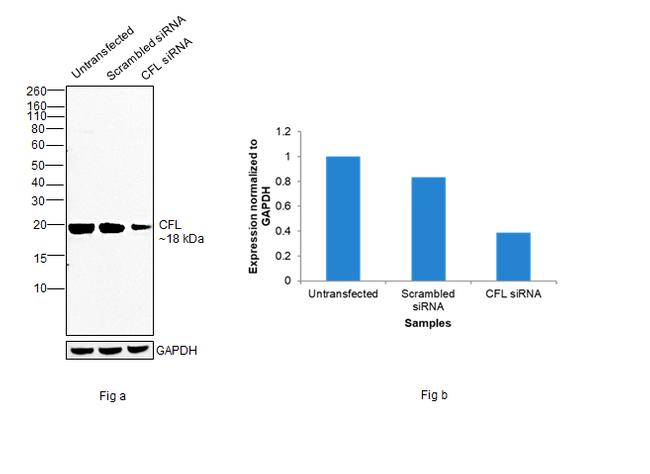 Cofilin Antibody in Western Blot (WB)