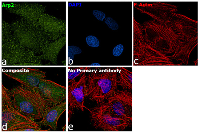 Arp2 Antibody in Immunocytochemistry (ICC/IF)