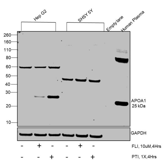 ApoA1 Antibody in Western Blot (WB)