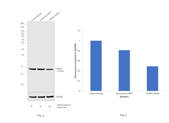 FABP4 Antibody