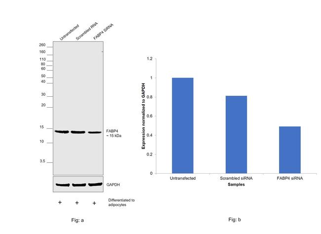 FABP4 Antibody in Western Blot (WB)