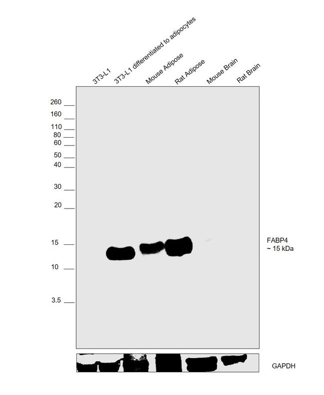 FABP4 Antibody in Western Blot (WB)