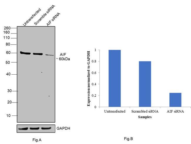 AIF Antibody in Western Blot (WB)