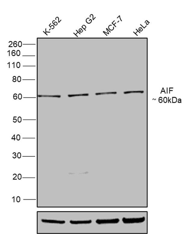 AIF Antibody in Western Blot (WB)