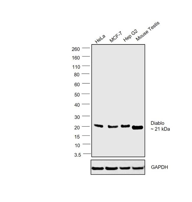 DIABLO Antibody in Western Blot (WB)